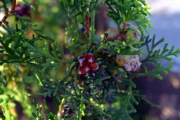 Kiedy nawozić tuje, aby uniknąć błędów i zapewnić im zdrowy wzrost?