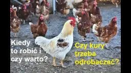 Jak skutecznie odrobaczać kury? Sprawdzone metody i preparaty dla zdrowia stada