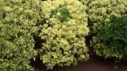 Trzmielina na żywopłot - co ile sadzić, aby uniknąć błędów