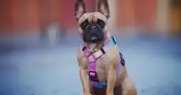 Jak wybrać smycz dla buldoga francuskiego? Najlepsze typy i porady