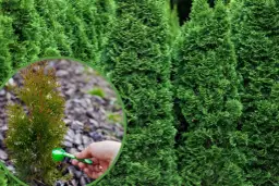 Kiedy nawozi się tuje, aby uniknąć ich osłabienia i chorób?