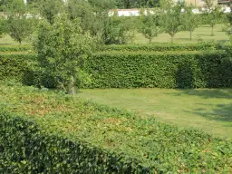 Jak sadzić żywopłot z grabu - uniknij najczęstszych błędów i zyskaj piękny efekt