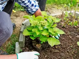 Kiedy sadzić hortensję ogrodową: najlepsze terminy i zasady uprawy