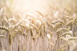 Czy pies może jeść zboże: fakty i zalecenia, które musisz poznać