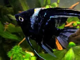 Jak długo żyją skalary? Odkryj sekrety ich długowieczności