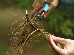 Jak sadzić konwalie w ogrodzie? Porady, które ułatwią uprawę tych roślin