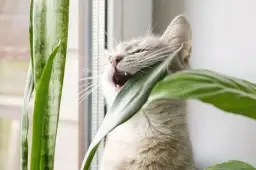 Czy sansewieria jest trująca dla kota? Poznaj objawy zatrucia i zagrożenia