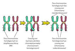 Zjawisko crossing over: przebieg procesu i znaczenie w genetyce