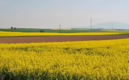 Miód rzepakowy na co? Odkryj jego zdrowotne właściwości i zastosowania