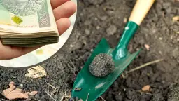 Kiedy jest sezon na trufle? Odkryj najlepszy czas na zbiór trufli