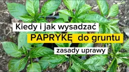 Kiedy wysadzać paprykę do gruntu? Poznaj optymalny termin