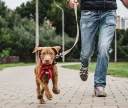 Jak często wychodzić ze szczeniakiem? Kluczowe zasady spacerów dla zdrowia pupila