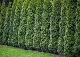 Jakie tuje na żywopłot wybrać? Najlepsze odmiany, pielęgnacja i częste błędy