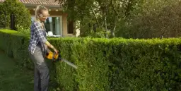 Kiedy przycinać żywopłot liściasty, aby uniknąć błędów w pielęgnacji