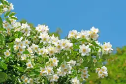 Kiedy kwitnie jaśminowiec? Odkryj tajemnice jego piękna i pielęgnacji