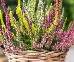 Jak dbać o wrzosy w ogrodzie, aby uniknąć najczęstszych błędów