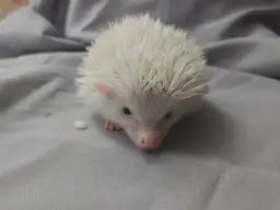 Biały jeż w domu: wszystko co musisz wiedzieć przed zakupem pupila