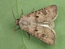 Rolnica zbożówka: Groźny szkodnik zbóż - jak skutecznie zwalczać?