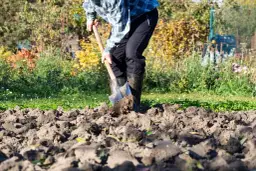 Czym użyźnić glebę na jesień, aby uniknąć słabych plonów?