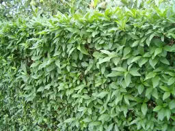 Żywopłot który szybko rośnie: najlepsze rośliny do Twojego ogrodu