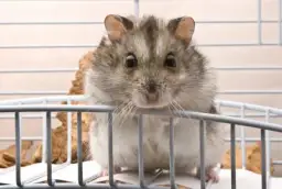 Jak wytresować chomika: skuteczne metody i najczęstsze błędy