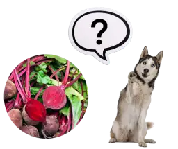 Czy pies może jeść buraki? Poznaj korzyści i zasady bezpiecznego podawania