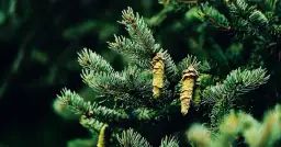 Świerk tatrzański: zastosowanie, ceny i jak wybrać odpowiedni gatunek?