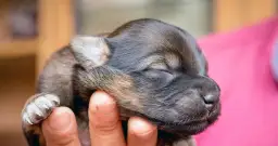 Czy roczny pies to szczeniak? Poznaj etapy rozwoju psa