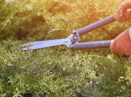 Jak przycinać żywopłot, aby uniknąć błędów i uzyskać piękny efekt