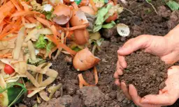 Kompost czy obornik: który nawóz lepszy dla Twojego ogrodu?