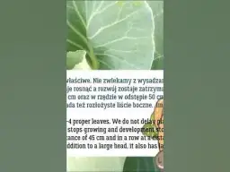 Kiedy kapusta do gruntu? Najlepszy termin sadzenia i pielęgnacji