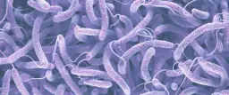 Clostridium difficile: Groźna bakteria jelitowa? Fakty i mity