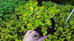 Jak zrobić żywopłot z trzmieliny – uniknij błędów i ciesz się pięknym ogrodem