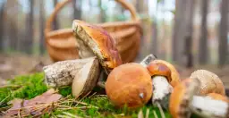 Gdzie na grzyby z noclegiem? Odkryj idealne miejsca na wypoczynek