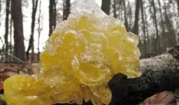 Grzyb galaretowaty: co musisz wiedzieć przed spożyciem tego gatunku