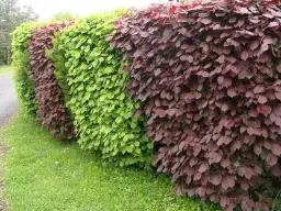 Najlepsze rośliny na żywopłot szybko rosnące – jakie wybrać i jak o nie dbać?