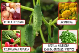 Co posadzić obok ogórków, aby uniknąć szkodników i poprawić plony