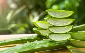 Frische Aloe Vera Scheiben gestapelt, bereit für die Anwendung in die Haare.