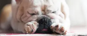 Śpiący buldog francuski, z nosem schowanym w łapkach, charczy jakby się dusił. Jego pyszczek jest pomarszczony, a język lekko wystaje.