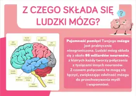 Schematyczny ludzki mózg z zaznaczonymi płatami: czołowym, ciemieniowym, potylicznym, skroniowym, móżdżkiem i pniem mózgu.
