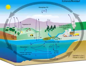 Der Kohlenstoffkreislauf zeigt, wie Kohlensäure zwischen Atmosphäre, Vegetation, Böden, Meeren und fossilen Brennstoffen zirkuliert.