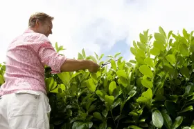 Un homme taille un laurier palme avec des ciseaux, sous un ciel nuageux.