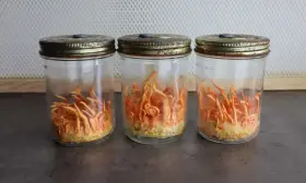 Trois bocaux en verre contiennent des cordyceps orange vif, prêts à révéler leurs bienfaits.