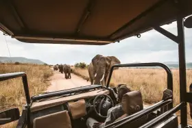 Niesamowite safari w Afryce! Słoń idzie prosto w stronę samochodu, a za nim cała rodzina. Niezapomniane przeżycie.