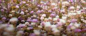Un campo di fiori di trifoglio rosa e bianco. I fiori di Bach a cosa servono? A ritrovare l'equilibrio interiore, come questi fiori donano serenità.