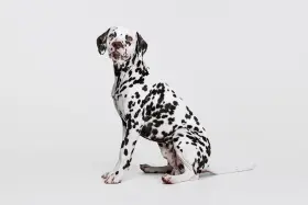 Uroczy dog o białej sierści w czarne cętki, siedzący na białym tle.
