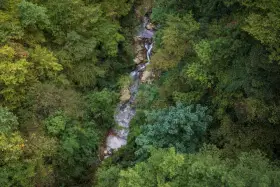 Un ruscello serpeggia tra la lussureggiante vegetazione della valle dell'Orfento, con alberi fitti e rocce bagnate.