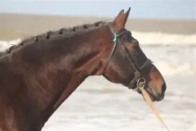 Le beau cheval bai, nouma d'auzay, aux crins tressés, se tient près de l'océan.