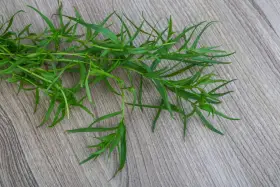 Gałązka świeżego estragonu, idealna do uprawy w ogrodzie. Jego liście dodadzą aromatu potrawom.