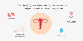 Hormonelle Veränderungen, Infektionen, Dehydration und veränderte Vaginalflora können dazu führen, dass Urin riecht.